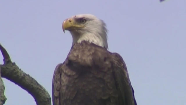 bald-eagle.jpg 