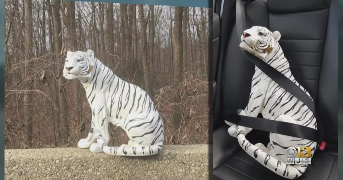 White Tiger : r/bengals