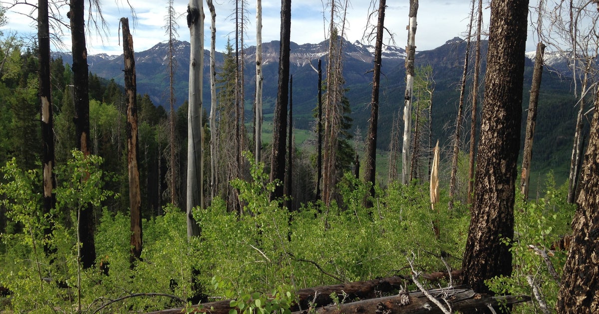 Study: Together, Beetle Infestation And Wildfire Permanently Altering ...
