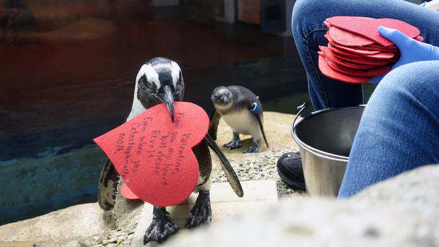 California Academy of Sciences African Penguin colony Valentine 