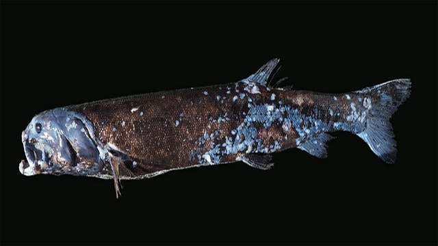 cbsn-fusion-scientists-discover-new-giant-fish-species-off-japans-coast-thumbnail-645750-640x360.jpg 