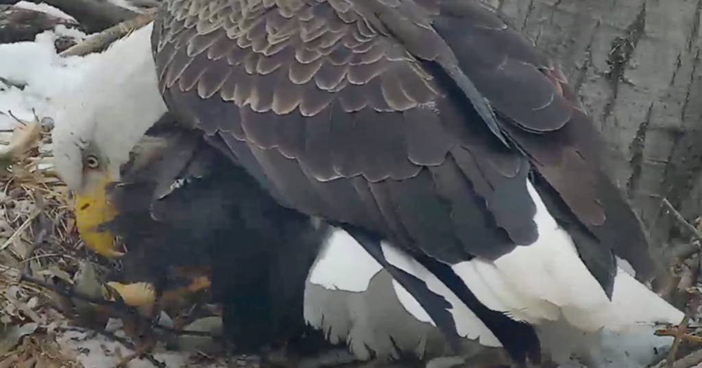 Second Egg Laid At Hays Bald Eagles' Nest - CBS Pittsburgh