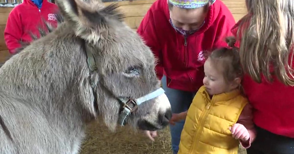 Animal Therapy At Allaire Community Farm Working Wonders For Folks Stressed Out By Pandemic