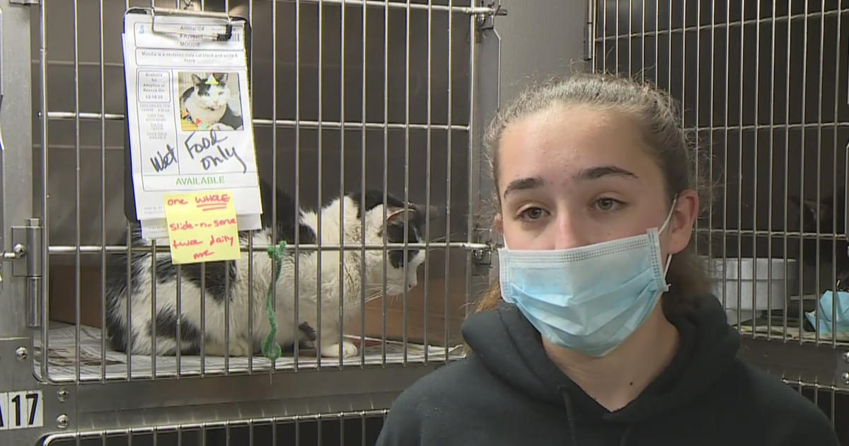 Stockton Teen Works With Animal Shelter To Start Community Service  Fostering Program For High Schoolers - CBS Sacramento
