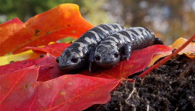 salamander.jpg 