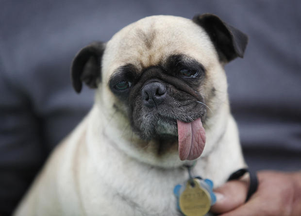 A pug named Daisy is brought to the stag 