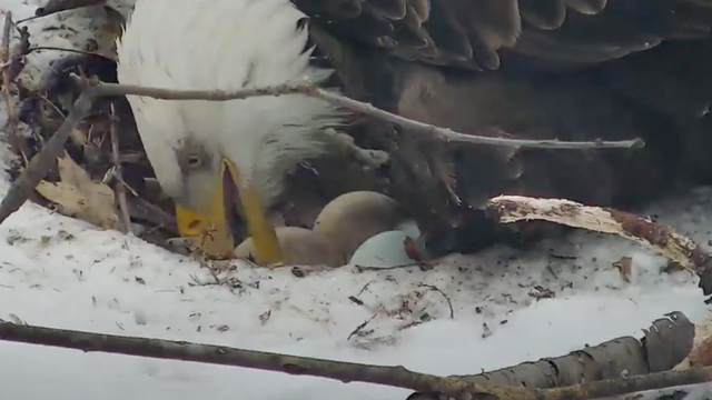 hays eagle third egg 2021 