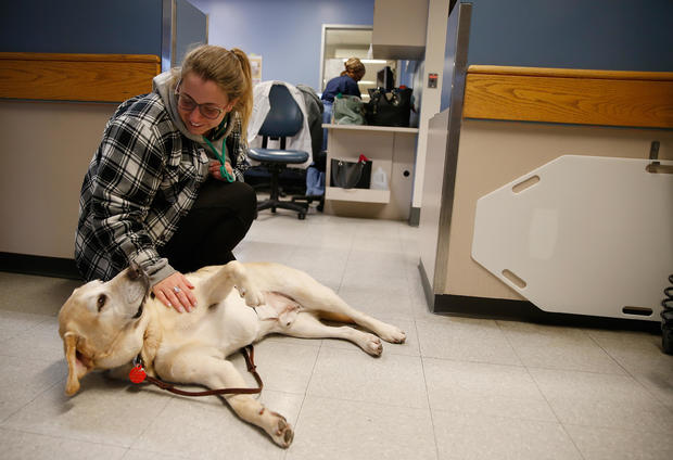 In ICUs, A Furry Friend To Comfort Patients 