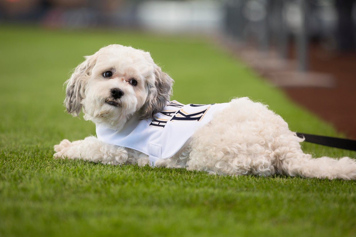 Milwaukee Brewers 