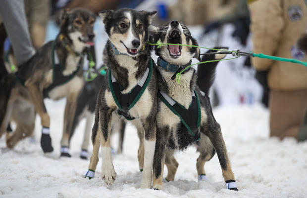 John Beargrease sled dog marathon 