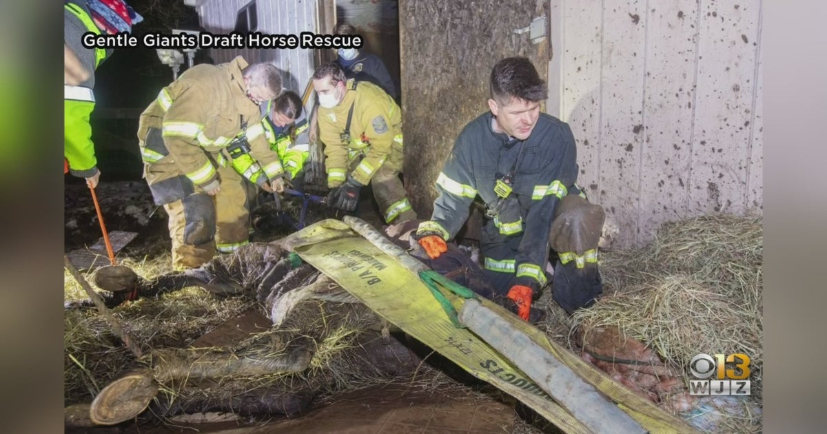 Crews Rescue Horse Stuck In Mud For 7 Hours In Howard County - CBS ...