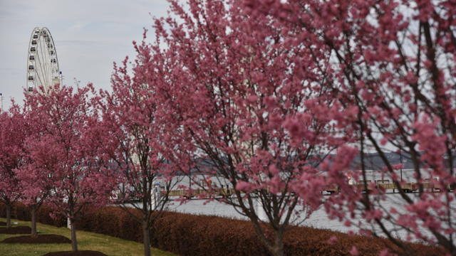 National-Harbor-Cherry-Trees-19.jpg 