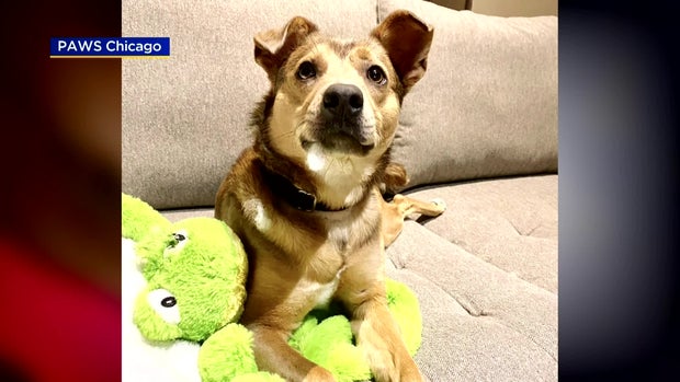 PAWS Pet Of The Week: Viv 