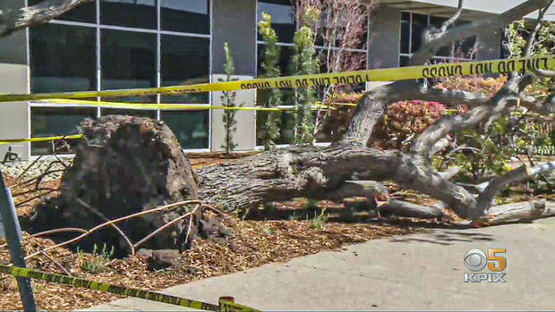 Falling Tree Kills Man in Burlingame 