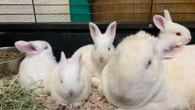 Baby-bunnies.jpg 