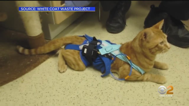 Goldstein-Cat-Experiments-Investigation.jpg 