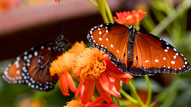 natural-history-museum-butterfly-pavilion-copy.jpg 