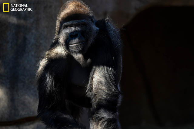 Gorillas at San Diego safari contract coronavirus in first known  transmission to great apes