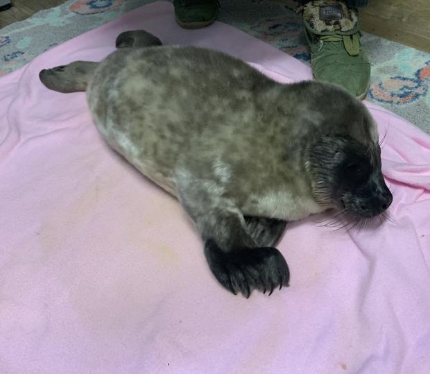 Harbor seal pup Sidney 