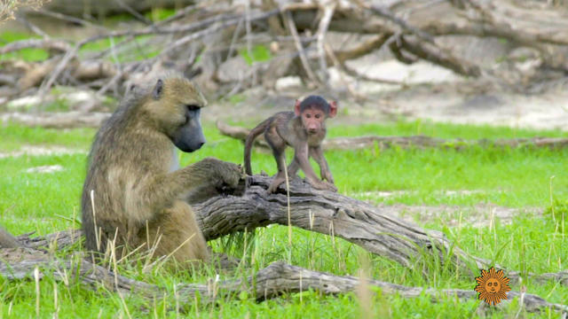 baboons1920-662365-640x360.jpg 