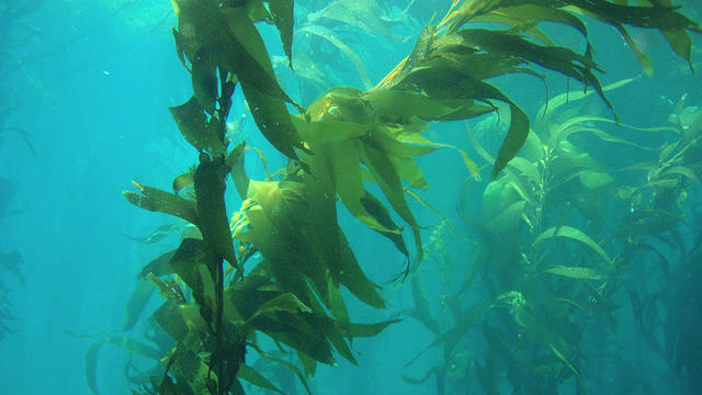 giant-kelp-forest.jpg 