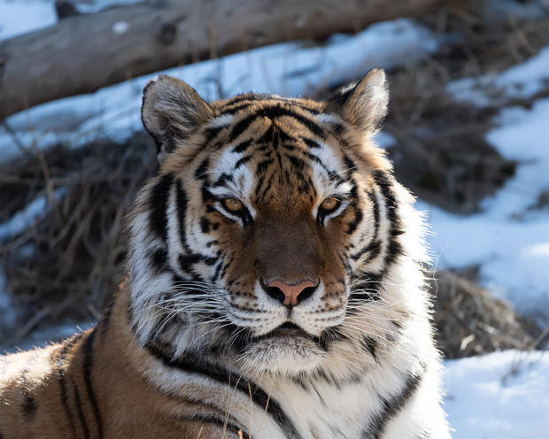 CMZoo Amur Tiger Savelii 3 
