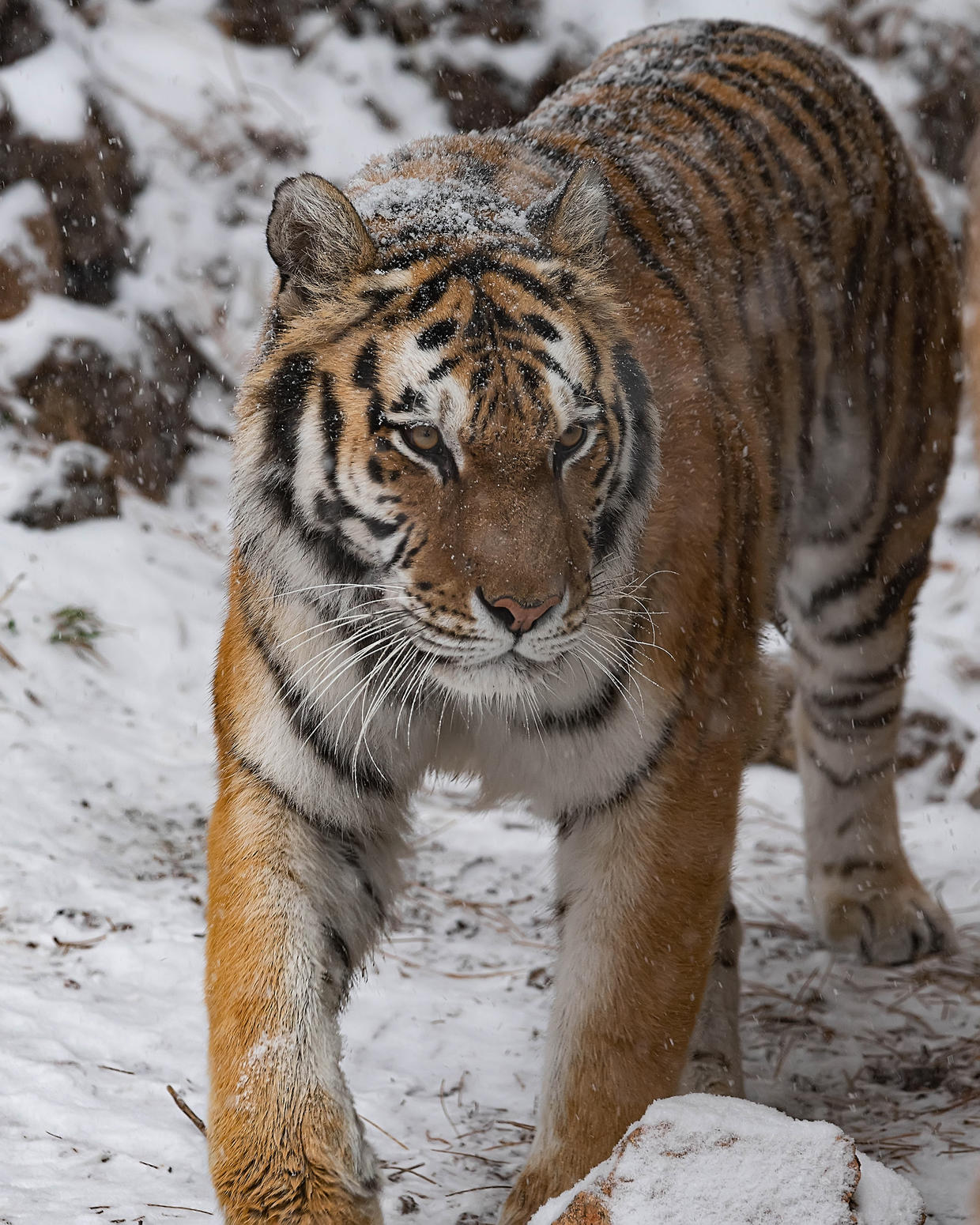 'Life Ended Too Soon': Endangered Amur Tiger Dies After Artificial ...