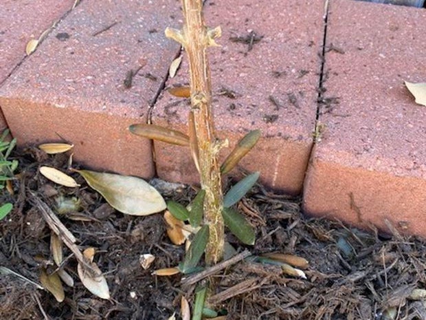 Jeff Ray Gardening 101 story 