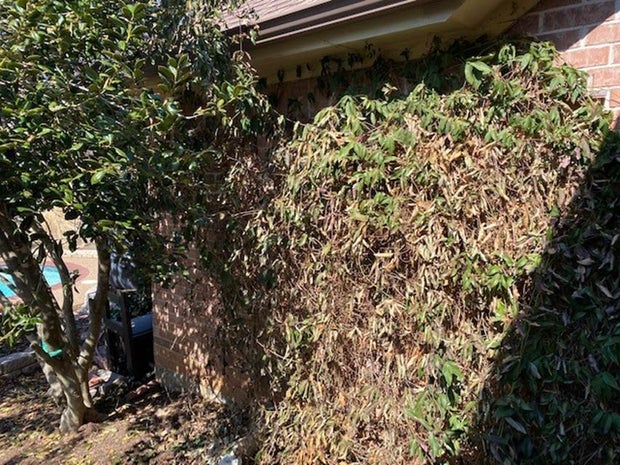 Jeff Ray Gardening 101 story 