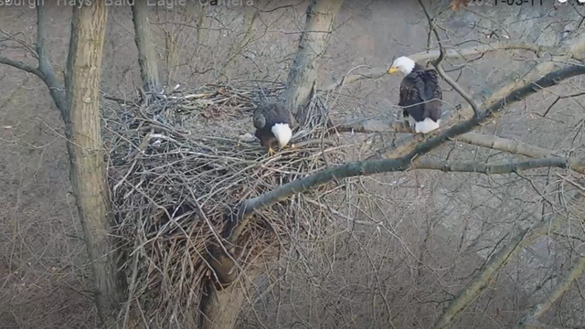 hays-bald-eagles-raccoon-.png 