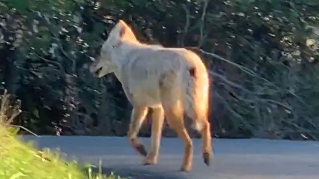 moraga-coyote.jpg 