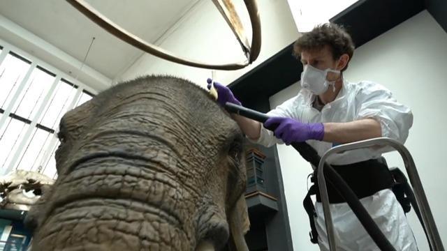 cbsn-fusion-londons-natural-history-museum-uses-closure-to-prepare-galleries-thumbnail-667646-640x360.jpg 