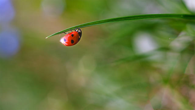 ladybug.jpg 