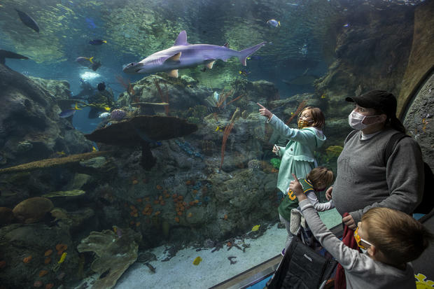 Aquarium of the Pacific re-opens inside 