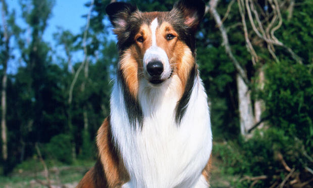Lassie II As 'Lassie' 