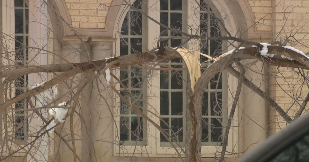 CSU Campus Warning After Blizzard: Avoid Standing Under Damaged Trees ...