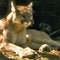 Dad hailed as hero after cougar bites 4-year-old in Olympic National Park