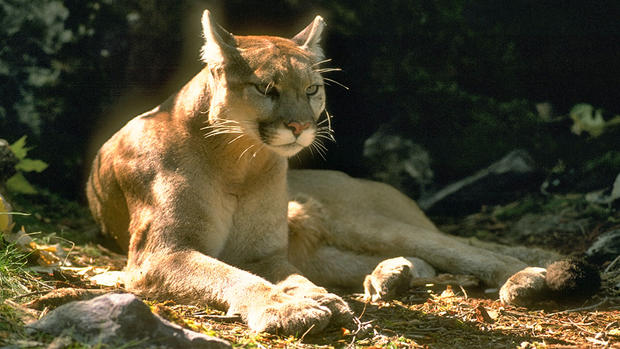 Mountain Lion - Cougar - Generic 