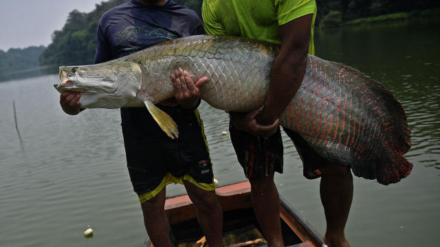 BRAZIL-AMAZON-FISHING 