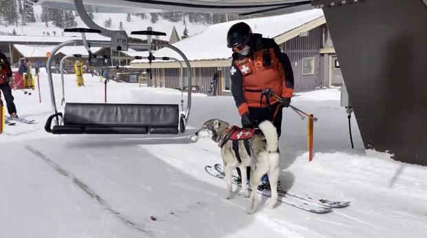 loveland ski dog 