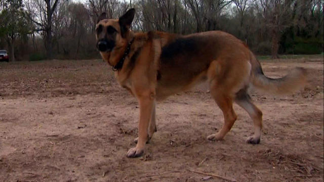 np-041514-dogjury-640x360.jpg 