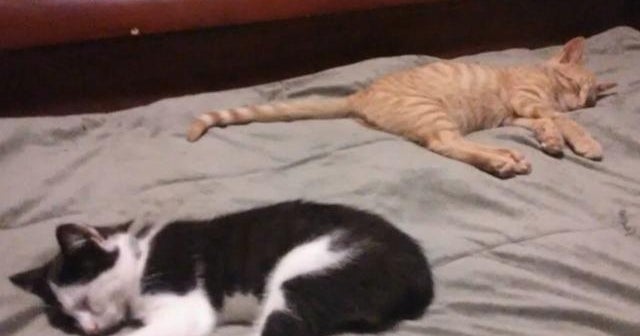 Seresto flea and tick collars potentially linked to thousands of incidents, nearly 1,700 pet