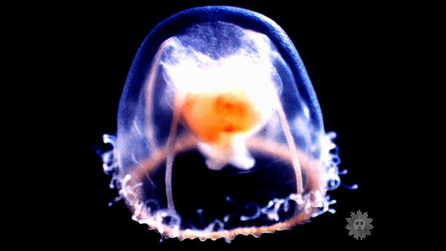 sunmo-0427-jellyfish-640x360.jpg 