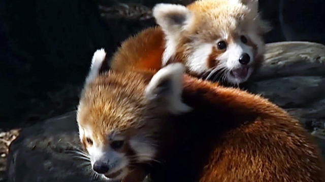 world-0508-redpandacubs-640x360.jpg 