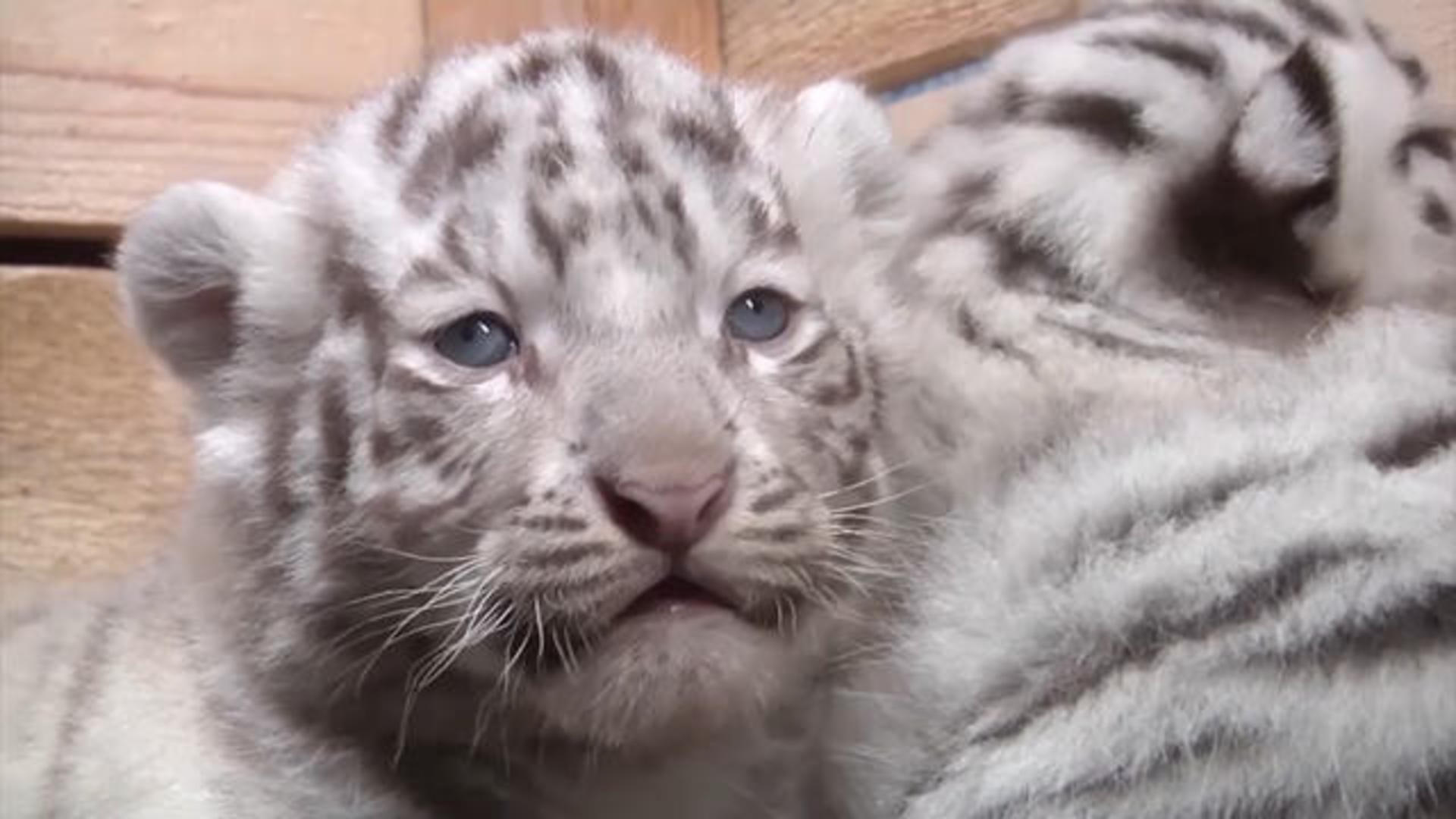 5 rare white tiger cubs die in Indian zoo