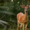 Cumberland Island: Where nature feels large