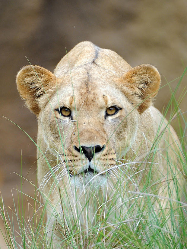 Kashifa Lioness 