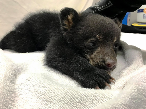 bear cub rescued from tree 
