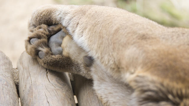 cougar-paw.jpeg 