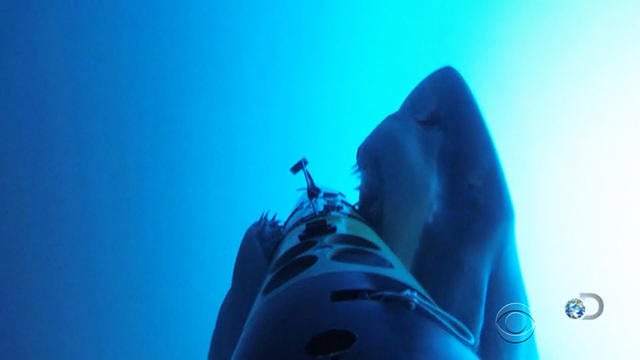 en-080514-pelleyshark-261221-640x360.jpg 